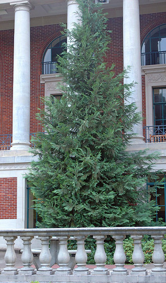 Chamaecyparis lawsoniana 'Alumii' odraslo drvo