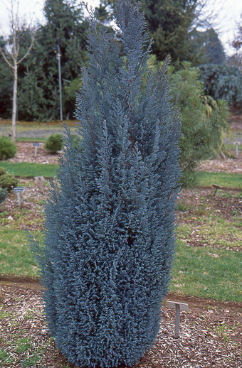 čempres Blue Surprise