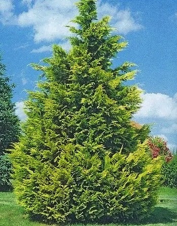 Lane varijetet pačempres