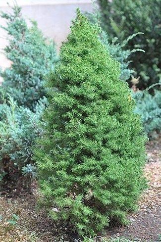 Picea glauca 'Conica' patuljasti četinari