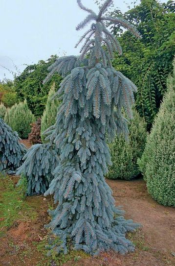 smrča srebrna Glauca Pendula