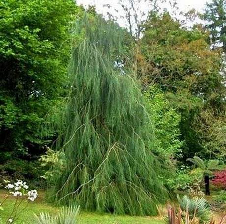Imbricata Pendula žalosni čempres