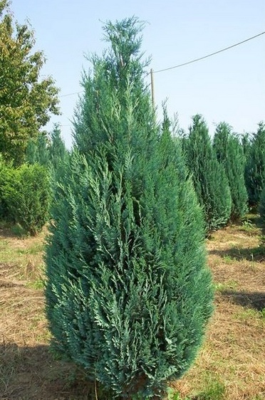 ellwoodii izgled četinara