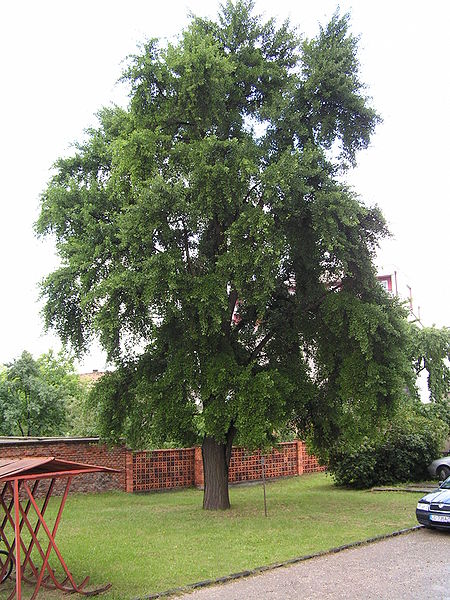 Ginko drvo
