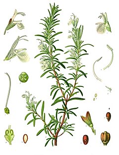 Rosmarinus officinalis