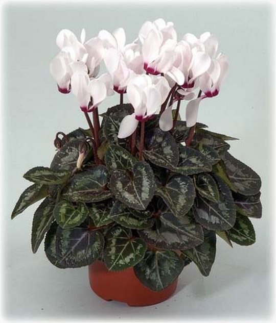 Cyclamen persicum u saksiji