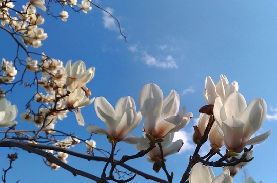 magnolia alba