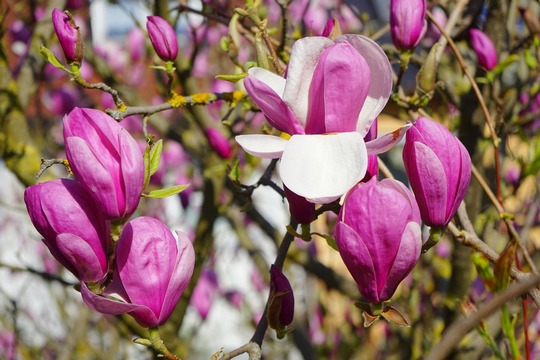 magnolia x soulangeana