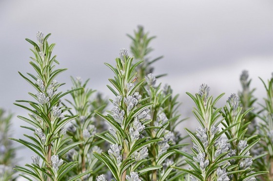 Rosemary