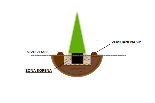 Zalivanje četinara